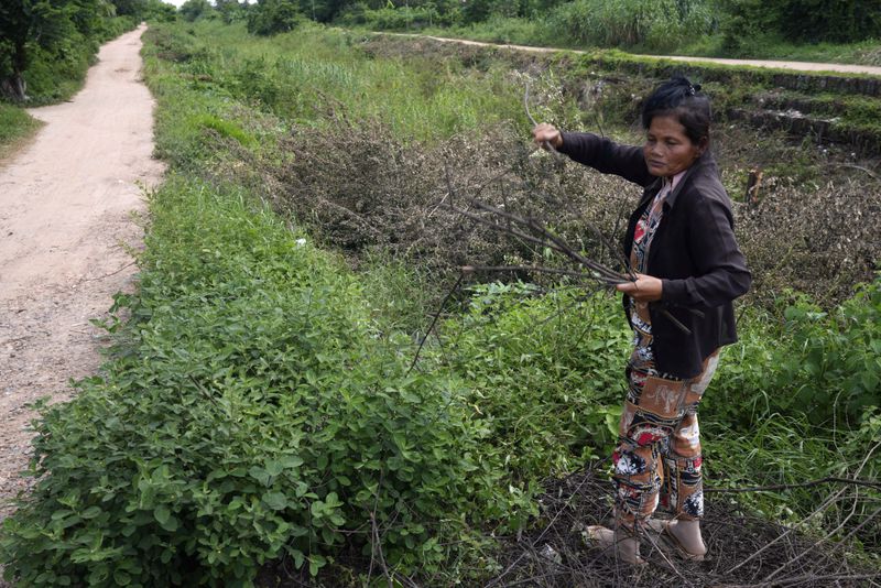 Sok Koeun, a villager who lives along the Funan Techo Canal, collects firewood for cooking at her home at Prek Takeo village, eastern Phnom Penh, Cambodia, Tuesday, July 30, 2024. (AP Photo/Heng Sinith)