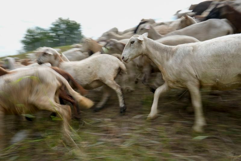 A flock of sheep called the Chew Crew move along the Cumberland River bank Tuesday, July 9, 2024, in Nashville, Tenn. The sheep are used to clear out overgrown weeds and invasive plants in the city's parks, greenways and cemeteries. (AP Photo/George Walker IV)