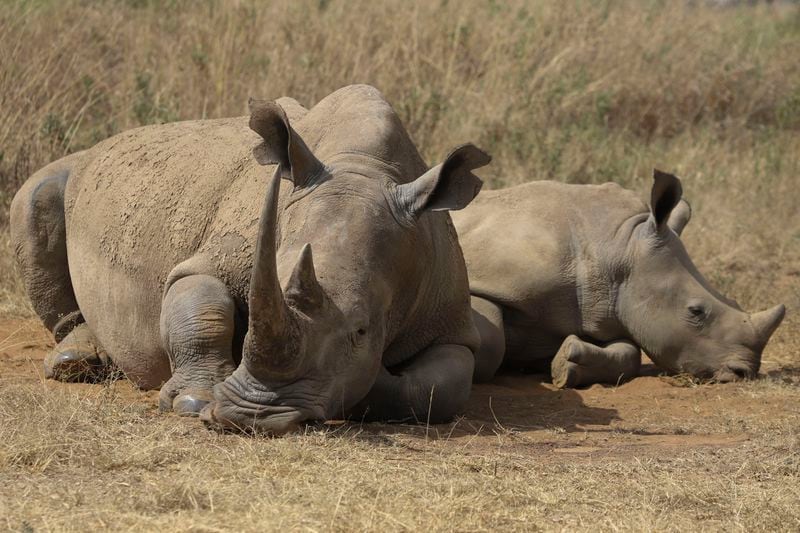 A rhino and its calf, on the Red List of Threatened Species according to IUCN (International Union Conservation Of Nature), are seen at Nairobi National Park, on the outskirts of Nairobi, Kenya, Wednesday, Sept. 18, 2024. (AP Photo/Andrew Kasuku)