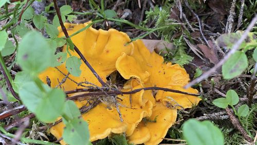 A golden chanterelle mushroom, shown here in Stockholm, Sweden, on July 31, 2021. (AP Photo/Natalie Li)