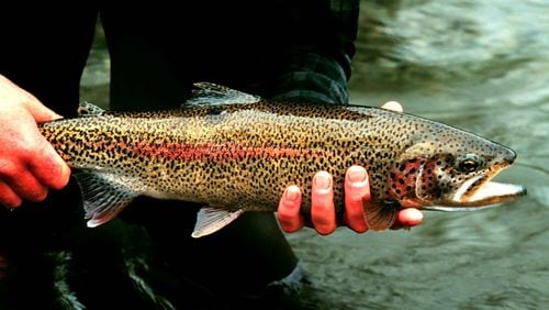The rainbow trout (shown here) is one of three trout species that can be found in "trout streams" in North Georgia. Trout require cold, clean and fast-flowing streams for survival. (Courtesy of U.S. Fish and Wildlife Service)