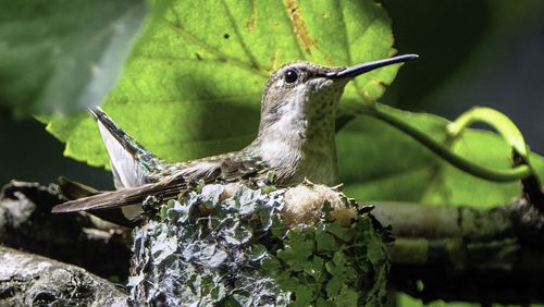 A female ruby-throated hummingbird, Georgia's tiniest bird species, sits on her nest. She uses tree lichens and spiderwebs to build the nest. (Courtesy of Lorie Shaull/Creative Commons)