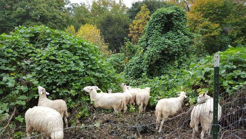 Kudzu-eating sheep at Georgia Tech. Photo: Georgia Tech.