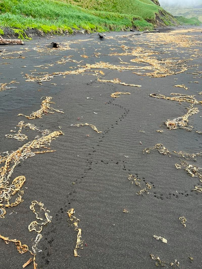 This 2024 image provided by the U.S. Fish & Wildlife Service shows rat tracks on Kiska Island, Alaska, one of the uninhabited islands where the U.S. Fish and Wildlife Service aims to study the potential for rat eradication efforts. (Lora Haller/U.S. Fish & Wildlife Service via AP)