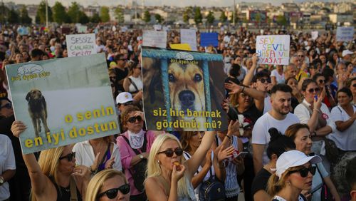 People march during a protest against a bill approved by Turkish legislators that aims to remove stray dogs off the country's streets, in Istanbul, Turkey, Sunday, Sept. 1, 2024. Boards read in Turkish: "She is your best friend" and "Have you ever seen a shelter?". (AP Photo/Emrah Gurel)