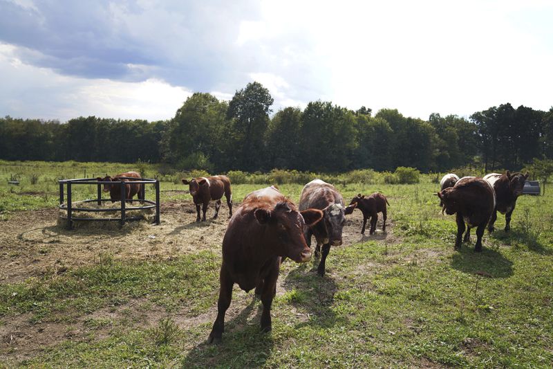 Cows graze at Laurel Oak Farm in Butler, Pa., on Friday, Sept. 6, 2024. (AP Photo/Jessie Wardarski)