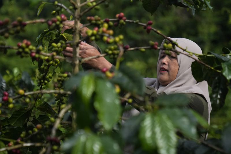 Sumini, the leader of a forest ranger group, tends to coffee plants at her field in Damaran Baru, Aceh province, Indonesia, Wednesday, May 8, 2024. The patrol group was started by Sumini, who witnessed the devastating effects of deforestation on her local village. (AP Photo/Dita Alangkara)