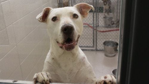 Photos courtesy of Gwinnett County animal shelter.