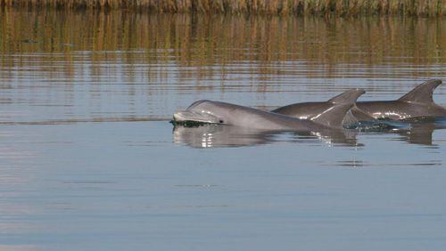 Dolphins in the Turtle River. Photo by James Holland.