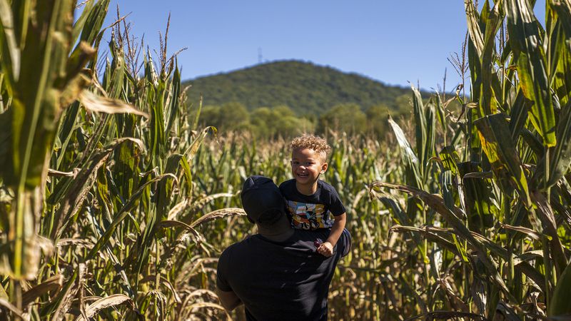 The corn grows tall at Skitts Mountain Farms. Photo: Courtesy of Skitts Mountain Farms