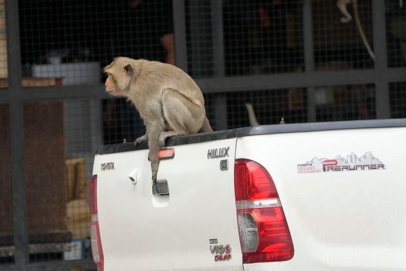A monkey climbs on a truck in Lopburi Province, north of Bangkok, Thailand, Friday, May 24, 2024. A Thai town, run ragged by its ever-growing population of marauding wild monkeys, began the fight-back, Friday, using trickery and ripe tropical fruit. (AP Photo/Sakchai Lalit)