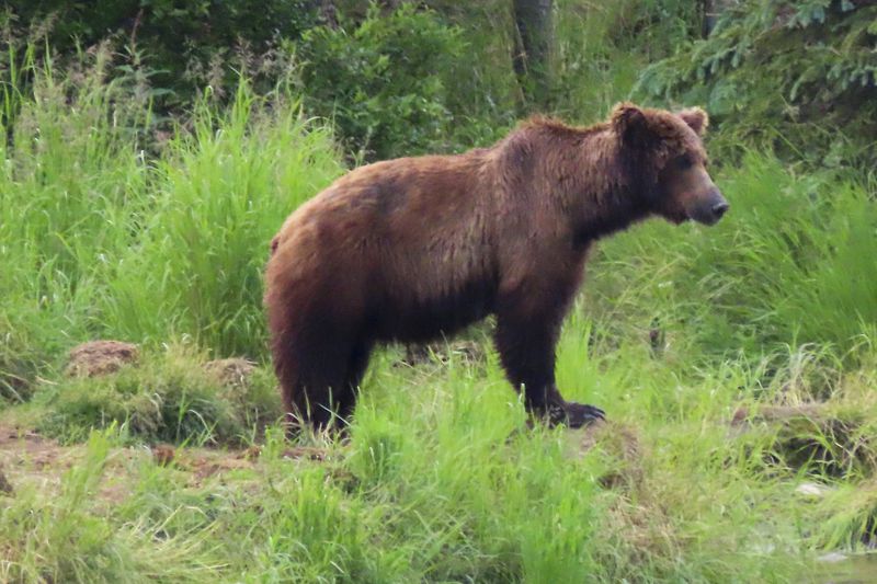 This image provided by the National Park Service shows bear 504 at Katmai National Park in Alaska on June 26, 2024. (T. Carmack/National Park Service via AP)