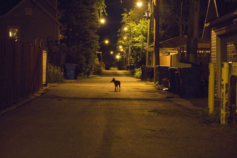 A lone coyote is caught on camera roaming the streets of Atlanta at night.