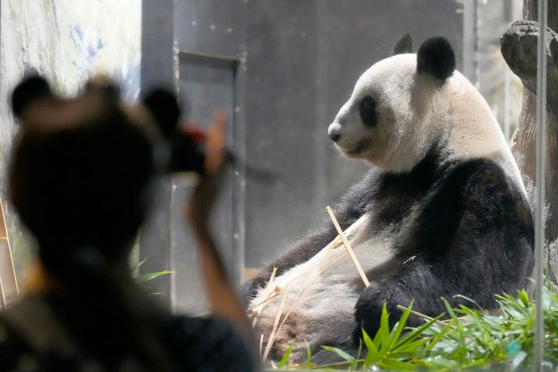 Visitors watch the giant panda Shin Shin at Ueno Zoo, a day before giant panda couple Ri Ri and Shin Shin's return to China, Saturday, Sept. 28, 2024, in Tokyo. (AP Photo/Eugene Hoshiko)