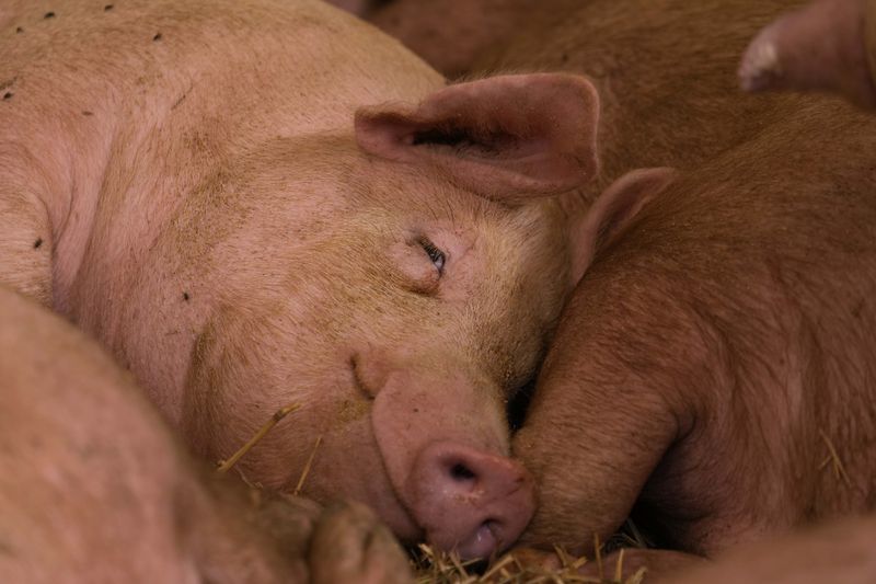 A pig sleeps on in a shed of the Piggly farm in Pegognaga, near Mantova, northern Italy, Wednesday, Sept. 25, 2024. (AP Photo/Luca Bruno)