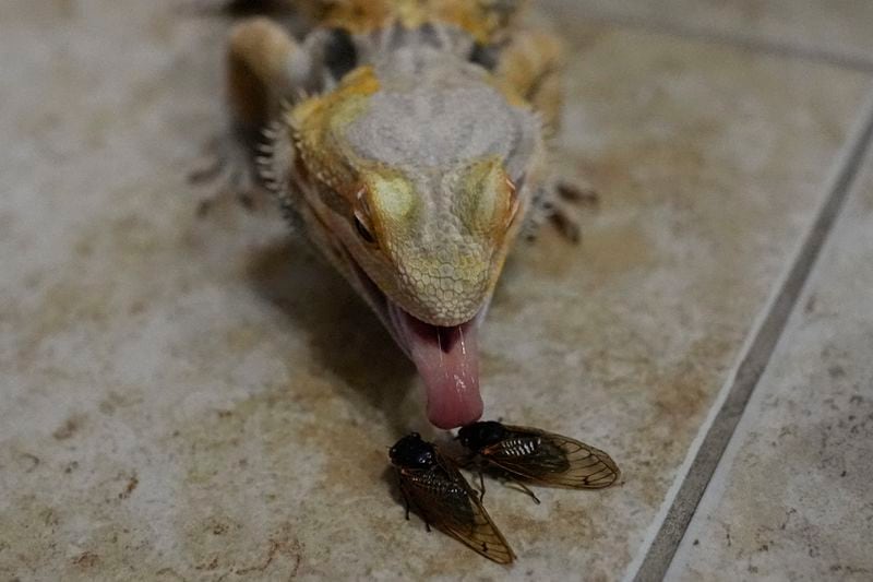Lily Tolley's pet bearded dragon named Dart reaches with its tongue to eat two twitching periodical cicadas on Wednesday, June 5, 2024, in Springfield, Ill. Dart was named after a creature in Lily's favorite program, "Stranger Things." (AP Photo/Carolyn Kaster)
