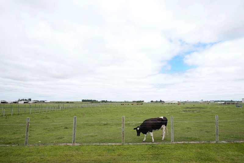 A cow stands in a field at the U.S. Department of Agriculture's National Animal Disease Center research facility in Ames, Iowa, on Tuesday, Aug. 6, 2024. (AP Photo/Charlie Neibergall)