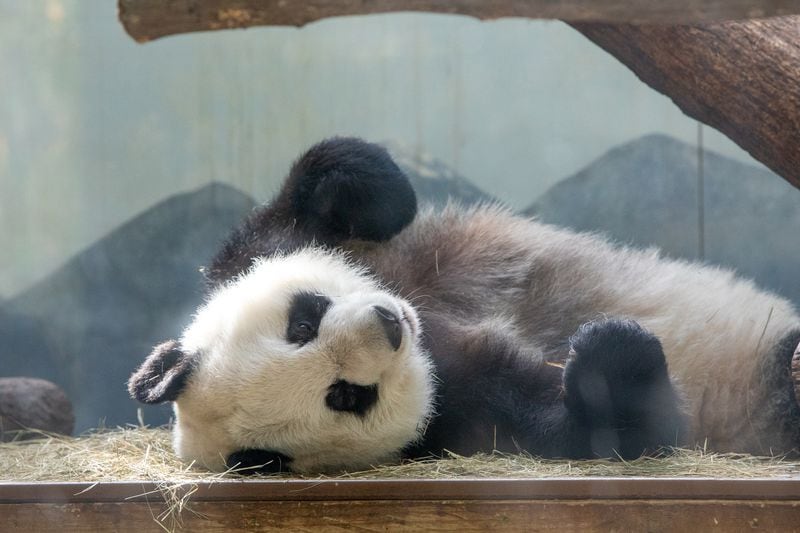 Lun Lun rolls around between naps during Zoo Atlanta’s Farewell Visit with the giant pandas Saturday, Oct 5, 2024.  (Jenni Girtman for The Atlanta Journal-Constitution)