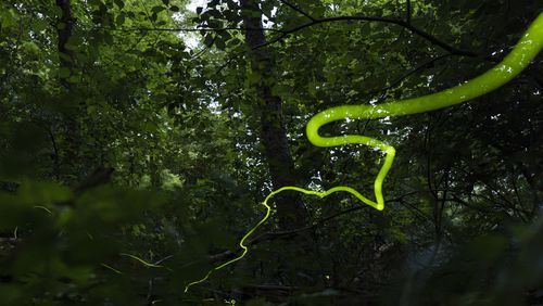 A long, slow-moving trail of light created by a Blue Ghost firefly is visible late Saturday, June 22, 2024, near Cincinnati. Fireflies produce a chemical reaction inside their bodies, allowing them to light up. This type of light production is called bioluminescence. (AP Photo/Carolyn Kaster)