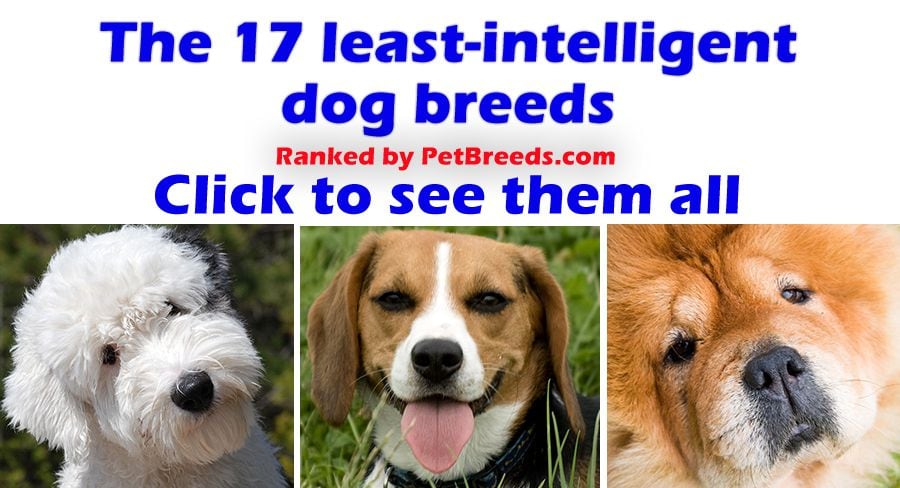 Least intelligent cheap dog breeds