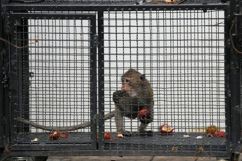 A monkey eats rambutan in a cage set up in an attempt to trap monkeys in Lopburi Province, north of Bangkok, Thailand, Friday, May 24, 2024. A Thai town, run ragged by its ever-growing population of marauding wild monkeys, began the fight-back, Friday, using trickery and ripe tropical fruit. (AP Photo/Sakchai Lalit)