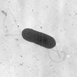 FILE - This 2002 electron microscope image made available by the Centers for Disease Control and Prevention shows a Listeria monocytogenes bacterium, responsible for the food borne illness listeriosis. (Elizabeth White/CDC via AP, File)