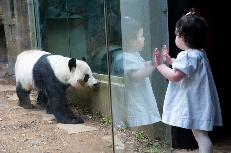 June Schumacher, 18 months, stands at the glass and watches Yang Yang at Zoo Atlanta on Friday, Feb. 16, 2024. Atlanta has the last pandas in the U.S., and they’re slated to go back to China this year.   (Ben Gray / Ben@BenGray.com)