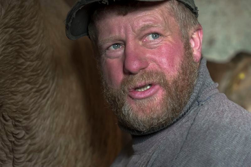 Yuri Strukov, 46, milks a cow at his farm in the remote mountain village of Orlovka, Georgia, Saturday, May 4, 2024. (AP Photo/Kostya Manenkov)