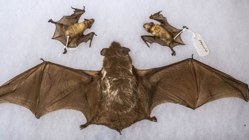 Local scientists out to help Georgia bats