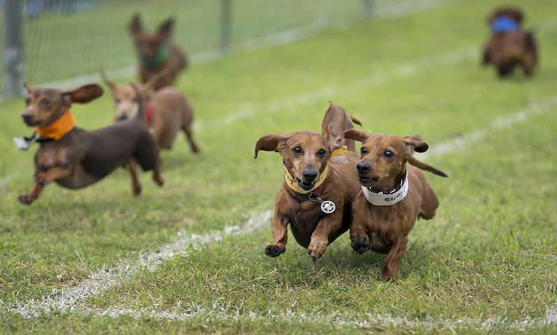 Buda Wiener Dog Race, 4.26.15