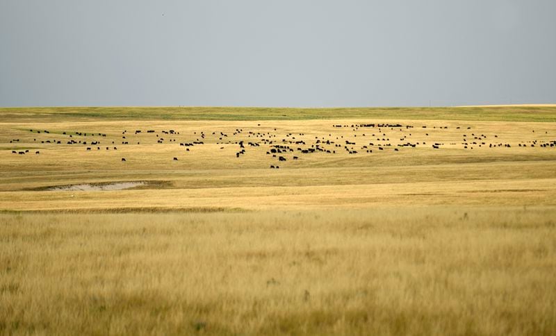 Cows dot the plains outside of Lusk, Wyo., on July 30, 2024. (AP Photo/Thomas Peipert)