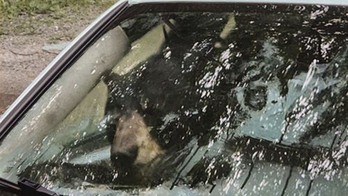 A bear that broke into a car in Winsted, CT, is visible through the vehicle's front window in this July 15, 2024, photo. It turned out to be the first of three episodes involving bears in Connecticut over six days that were publicly reported by the state Department of Energy and Environmental Protection — another sign of the increasing black bear population in the state. (AP Photo)