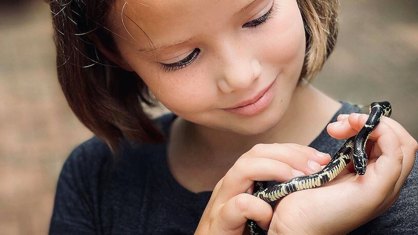 Wild Georgia Eastern Kingsnake Gets Special Attention In Atlanta