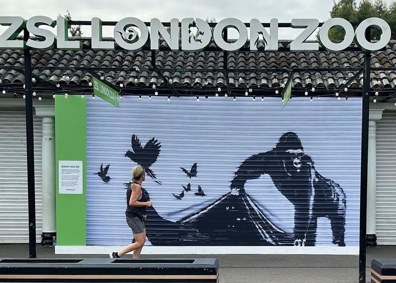 A runner passes a reproduction of a Banksy mural outside the London Zoo, Sunday, Aug. 18, 2024. The London Zoo has removed Banksy's gorilla mural from its entrance gate. The painting was the final animal-themed work by the street artist that appeared over nine consecutive days in London. (AP Photo/Brian Melley)