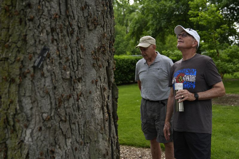 Gregg Kulma, right, of Denver, and Bill Kibler of Joliet observe hundreds of cicadas on a tree at Morton Arboretum Friday, May 24, 2024, in Lisle, Ill. (AP Photo/Erin Hooley)