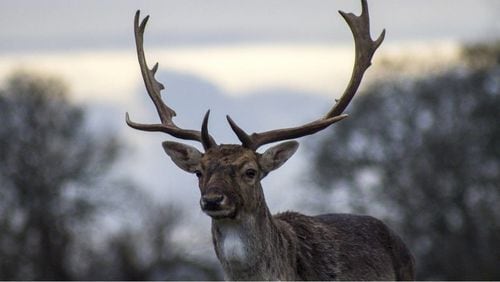 A deer hit by a car in western Pennsylvania caused a fatality when it crashed through the windshield of an SUV traveling in the opposite direction.