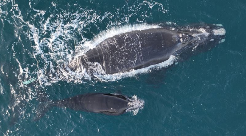 A right whale named Juno (top) and its injured calf were photographed Feb. 1 about 20 nautical miles off Sapelo Island. The calf was later found dead on Cumberland Island. Researchers estimate 15 right whales have died due to vessel strikes since 2017, with three documented deaths this year. About 360 North Atlantic right whales — and just 70 reproductively active females — remain on Earth. (Georgia Department of Natural Resources/NOAA/TNS)