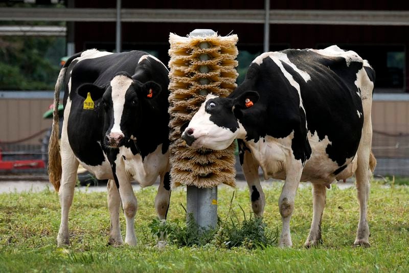 Dairy cows stand in a field outside of a milking barn at the U.S. Department of Agriculture's National Animal Disease Center research facility in Ames, Iowa, on Tuesday, Aug. 6, 2024. (AP Photo/Charlie Neibergall)