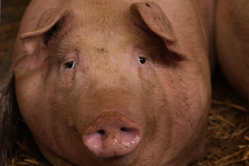 A pig looks on in a shed of the Piggly farm in Pegognaga, near Mantova, northern Italy, Wednesday, Sept. 25, 2024. (AP Photo/Luca Bruno)