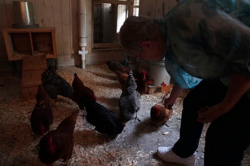 Sister Helen Mueting feeds the chickens at the Mount St. Scholastica Benedictine monastery in Atchison, Kan., Tuesday, July 16, 2024. (AP Photo/Jessie Wardarski)