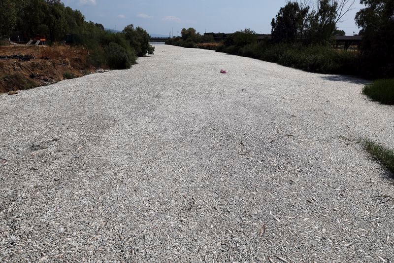 Tons of dead fish fill a river near the port city of Volos, central Greece, Thursday, Aug. 29, 2024, following a mass die-off linked to extreme climate fluctuations. (AP Photo/Vaggelis Kousioras)