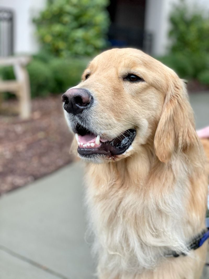 Aries the golden retriever is part of the Canine For Kids program at Children's Healthcare of Atlanta.