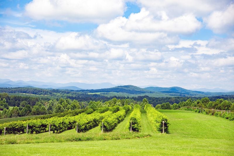 Chattooga Belle Farm offers up expansive farm, vineyard and mountain views. 
Courtesy of Jay Vaughan.