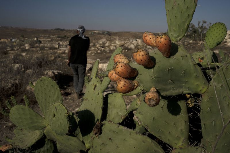 Hassan Battat stands in the West Bank village of Khirbet Zanuta, Thursday, Aug. 29, 2024. Ten months after settlers threatened to kill them if they didn't leave their village, some Palestinian residents are finally home, under a rare court order. (AP Photo/Maya Alleruzzo)