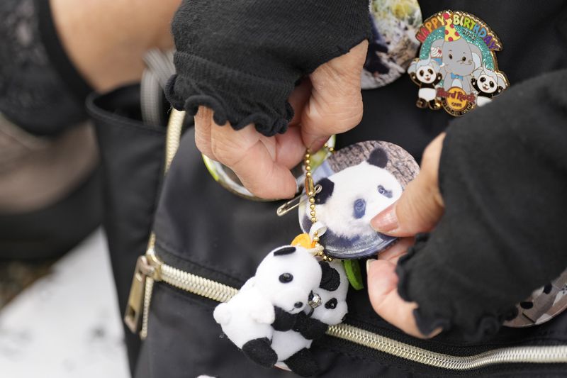 One of visitors waits to see the giant pandas Ri Ri and Shin Shin at Ueno Zoo, a day before their return to China, Saturday, Sept. 28, 2024, in Tokyo. (AP Photo/Eugene Hoshiko)