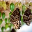 Newly emerged Blue Morpho butterflies are with others a chrysalis state in. Tom Gralish/TNS