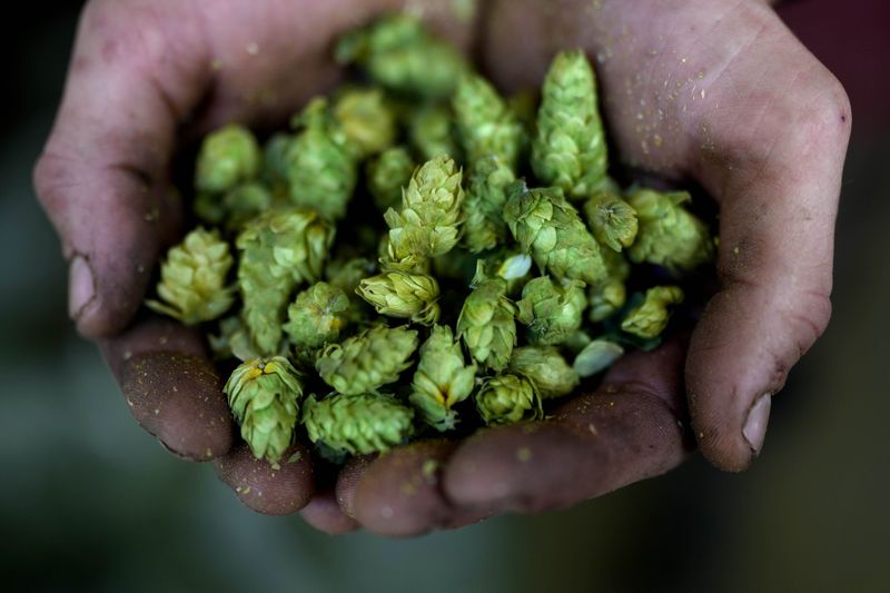 A farmer holds hop cones on a farm in Huell near Wolnzach, Germany, Thursday, Sept. 19, 2024. (AP Photo/Matthias Schrader)