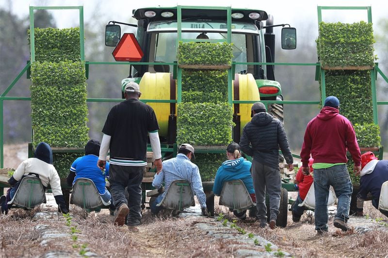 Farmworkers hand-plant rows of watermelon while riding on a seat platform behind a tractor at the Sweet Dixie Melon farm in Tift County on March 19, 2019. CURTIS COMPTON / CCOMPTON@AJC.COM