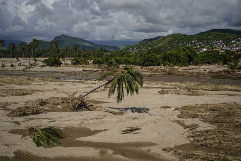 An uprooted palm tree withers near what used to be a road before before Hurricane John passed through Coyuca de Benitez, Guerrero state, Mexico, Monday, Sept. 30, 2024. (AP Photo/Felix Marquez)