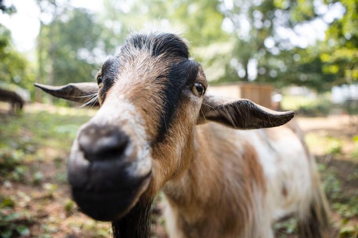 Lupin the goat grazes at Our Giving Garden on Wednesday, June 7, 2023, in Mableton, Georgia. The nonprofit recently had to raise funds to treat Lupin when he contracted an illness. Our Giving Garden is a nonprofit community garden that donates fresh produce to families without access to it. CHRISTINA MATACOTTA FOR THE ATLANTA JOURNAL-CONSTITUTION.